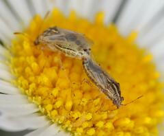 Nysius senecionis