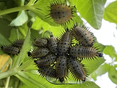 Aspidimorpha miliaris