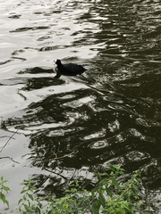 Fulica atra