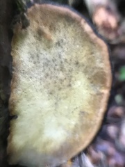 Cerioporus leptocephalus