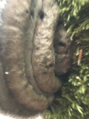 Cerioporus leptocephalus