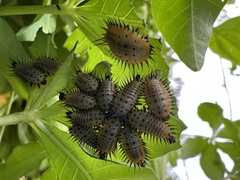 Aspidimorpha miliaris