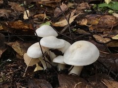 Leucocybe connata