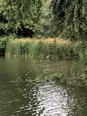Ardea cinerea