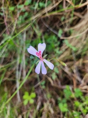 Pelargonium patulum