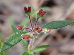 Pomax umbellata