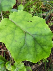 Brachyglottis repanda