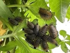 Aspidimorpha miliaris