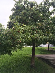 Crataegus germanica