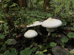 Leucocybe connata
