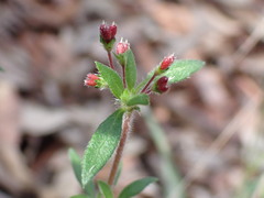 Pomax umbellata