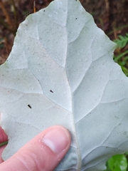Brachyglottis repanda