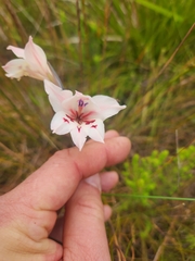 Gladiolus debilis