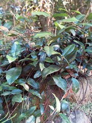 Trachelospermum asiaticum