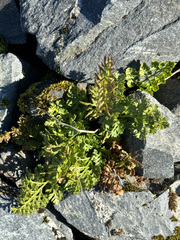 Cryptogramma sitchensis