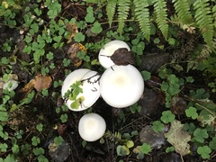 Leucocybe connata