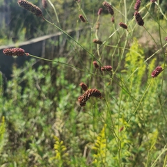 Sanguisorba officinalis