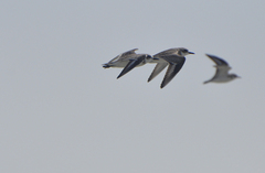 Charadrius leschenaultii