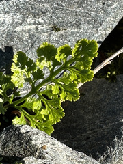 Cryptogramma sitchensis