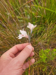 Gladiolus debilis