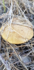 Suillus bovinus