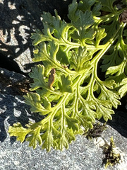 Cryptogramma sitchensis