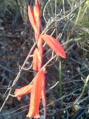 Watsonia aletroides