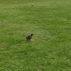 Gallinula chloropus