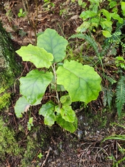 Brachyglottis repanda