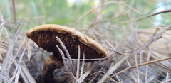 Suillus bovinus