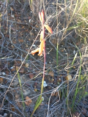 Watsonia aletroides