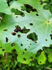 Piper excelsum excelsum