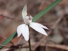 Caladenia fuscata
