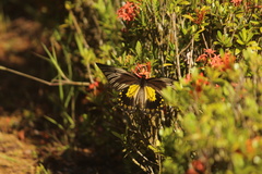 Troides amphrysus
