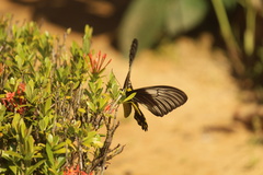 Troides amphrysus