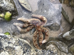 Coscinasterias muricata