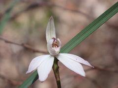 Caladenia fuscata