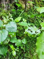 Piper excelsum excelsum