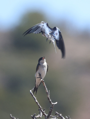 Hirundo dimidiata dimidiata