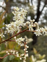 Quintinia sieberi
