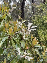 Quintinia sieberi