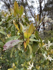 Quintinia sieberi