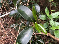 Loeseneriella barbata