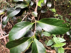 Loeseneriella barbata