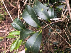 Loeseneriella barbata