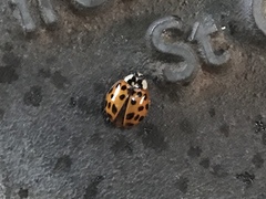 Harmonia axyridis
