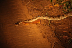 Malayopython reticulatus