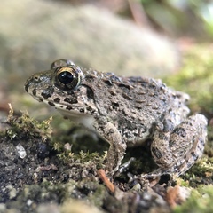 Fejervarya kawamurai