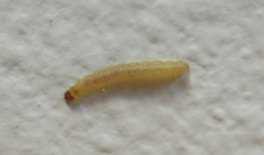Plodia interpunctella