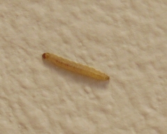 Plodia interpunctella